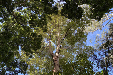 Tree canopy at Heritage Park Mullumbimby