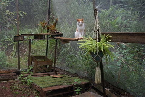 Image of ginger and white cat in a catio with lush green forest outside.