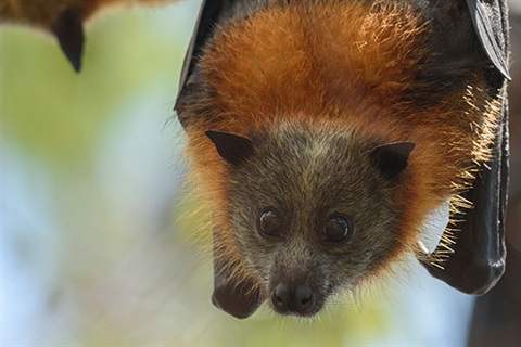 Close up of furry flying fox hanging upside down and looking in the direction of camera