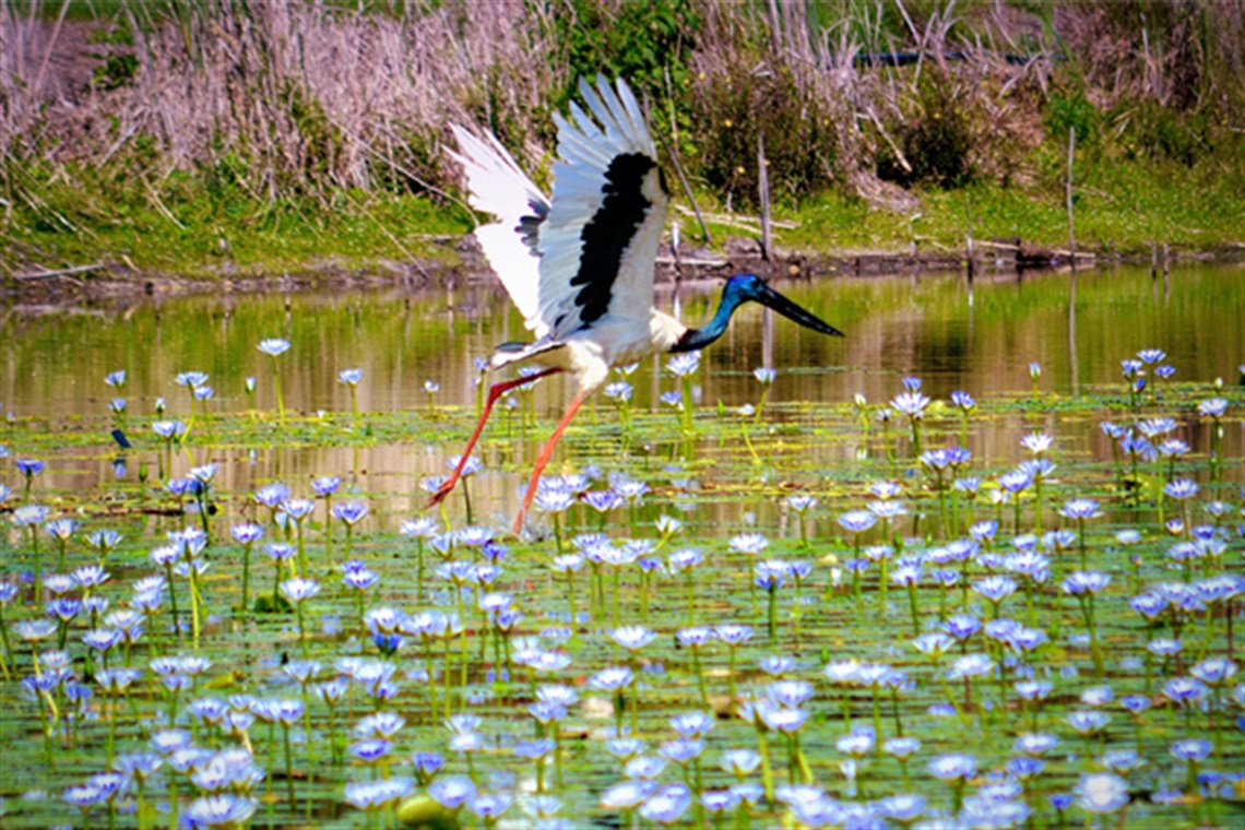 Seanoshea_Jabiru_Byron Bay Wetlands_photocredit Deb Pearse_webpage.jpg