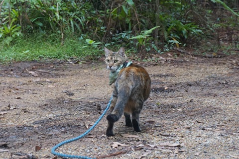 Image of grey tabby cat in the forest with long blue lead on the ground. 